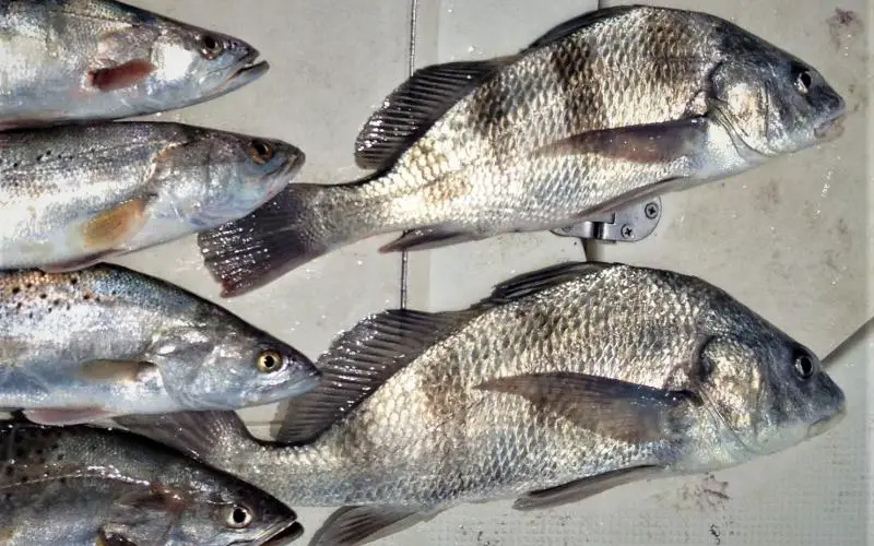 Fishing For Black Drum In The Texas Coastal Bend